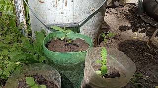 Critical Kush Inicio Temporada 2026-2027🍃
