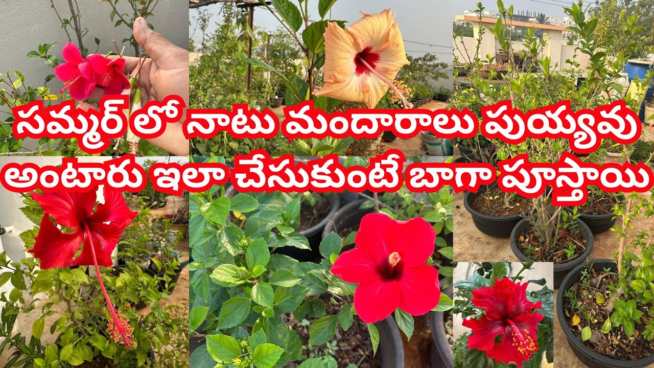 సమ్మర్ లో ప్రతి కుండీలో ఇలా మల్చింగ్ వేసుకోవాలి #trending #garden #organic #hibiscus #tips #plants