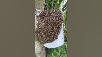 Bees! Bees! Bees! I keep catching bees with a bucket trap. #beekeeping #honeybee #swarming