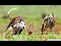 shikar hi shikar 2019 | rabbit hunting in pakistan | greyhound vs hare