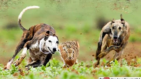 shikar hi shikar 2019 | rabbit hunting in pakistan | greyhound vs hare