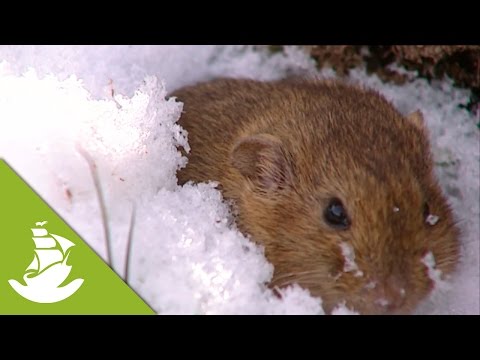 Wideo: Leming syberyjski: opis, hodowla, odżywianie