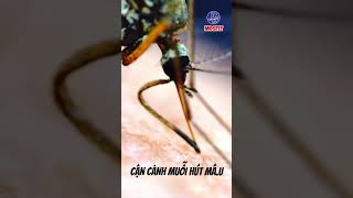 Cận Cảnh Muỗi Hút Máu