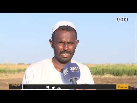 فيديو: كيف يبدو فول الصويا عند حصاده؟