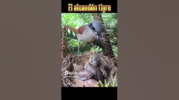 #اكسبلور #قران كريم #ضحك #المصحف #birds #كوميديات #تيك توك #النظافه #funny #animals 2