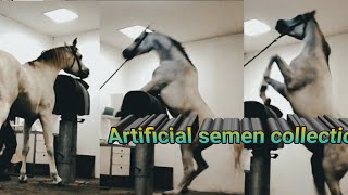 Artificial method collection of horse semen 🎠🧚‍♀️