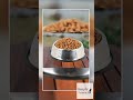 2 pc Stainless Steel Dog And Cat Food And Water Bowl Non Slip Base