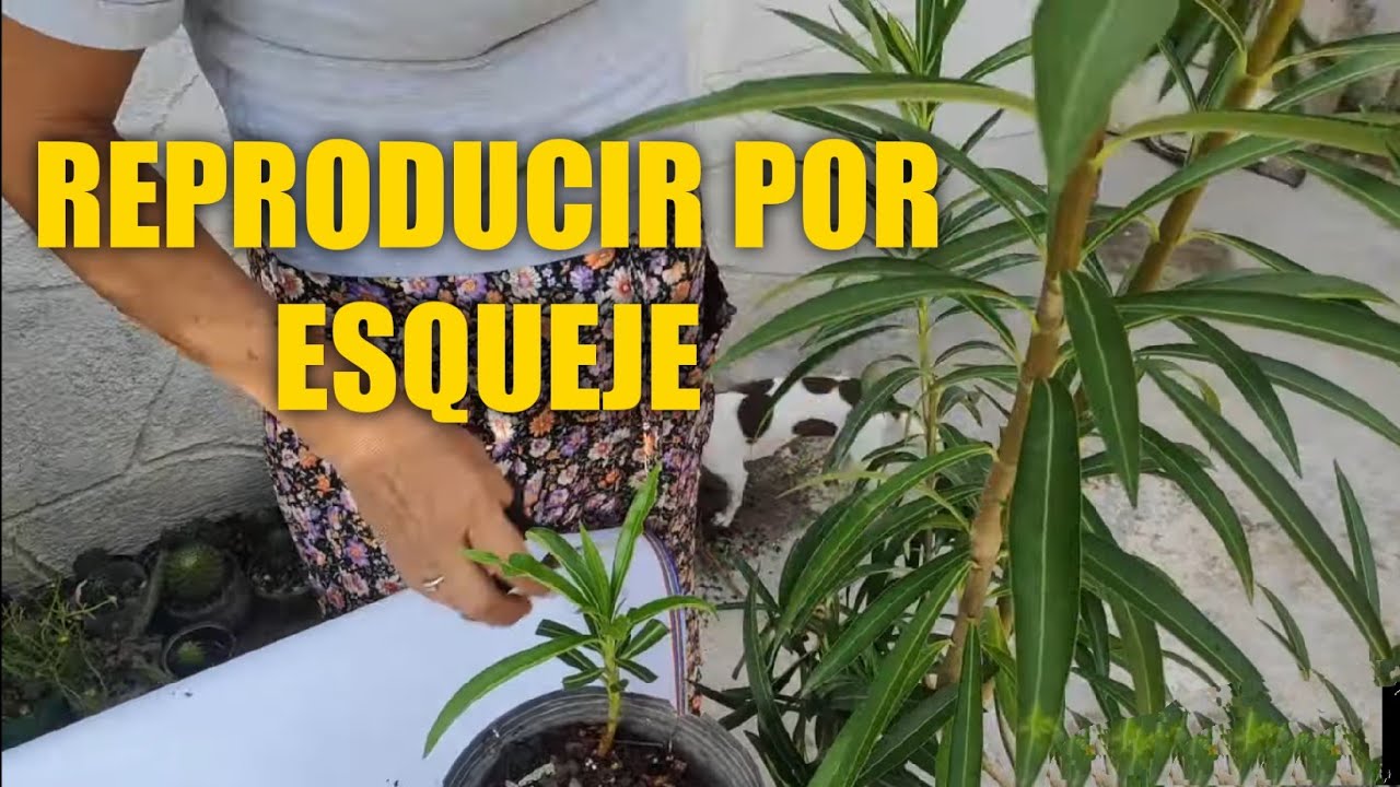 CÓMO REPRODUCIR PLANTAS MEDIANTE ESQUEJES | ADELFA