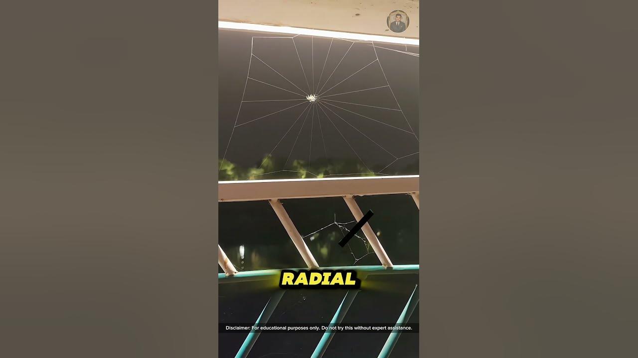 How a spider builds its web a fascinating step by step process 