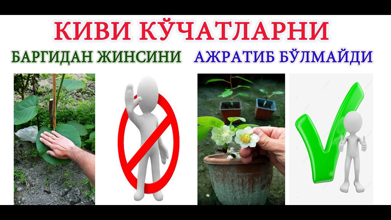 Киви кучатларини баргидан жинсини ажратиб булмайди