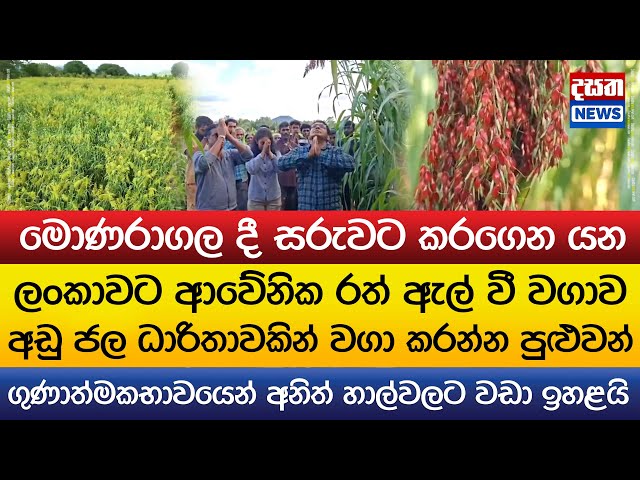 ලංකාවට ආවේනික රත් ඇල් වී වගාව මොණරාගලෙන්