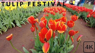 Tulip festival Melbourne 4k at Tesselaar 2022