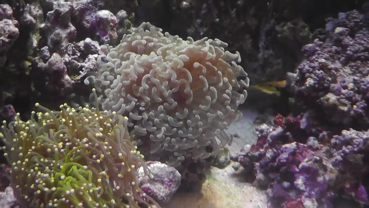 1月30日　インドネシア便サンゴ入荷情報！