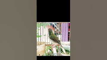 tembakan joss prenjak lumut#prenjaklumutgacor #prenjakgunung #prenjakmerah #shorts