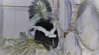 Angry cute skunk sprayed twice on me