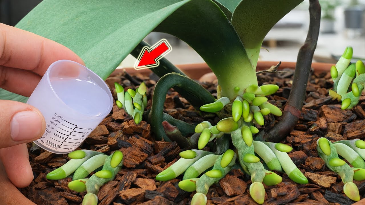 Всего 1 маленькая шляпка! Даже самая слабая орхидея пустит корни и зацветет тысячами цветов!