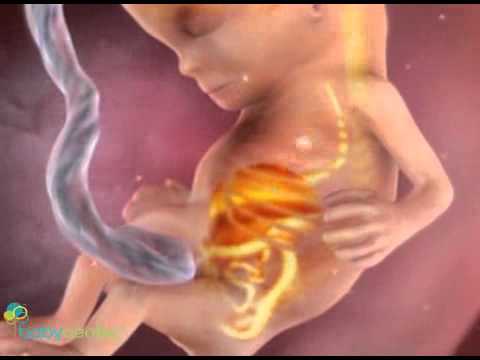 Видео 3D_ 10-14 недели беременности.flv