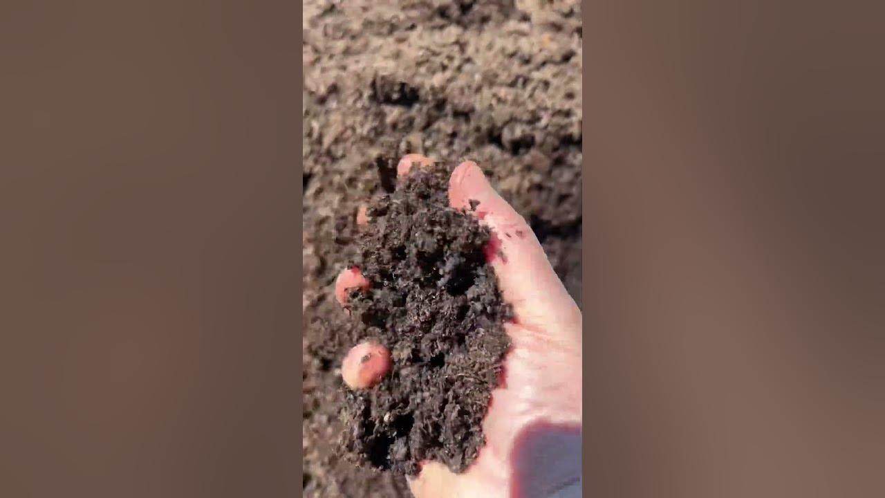 Organic Earthgro humus and manure from HomeDepot. Outstanding