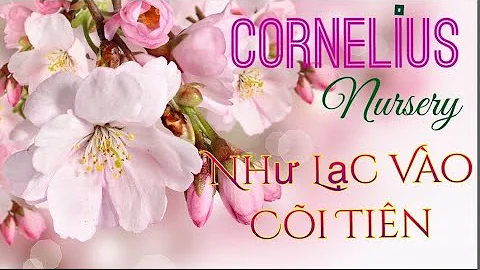 CORNELIUS NURSERY: Nh Lc Vo Ci Tin. Trn Ngp Hoa p,...