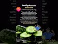 வெள்ளரி#Cucumber#Cools body#Health tips#Trending@Dr.SamsInfo