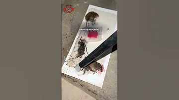 Яд от крыс  и мышей!