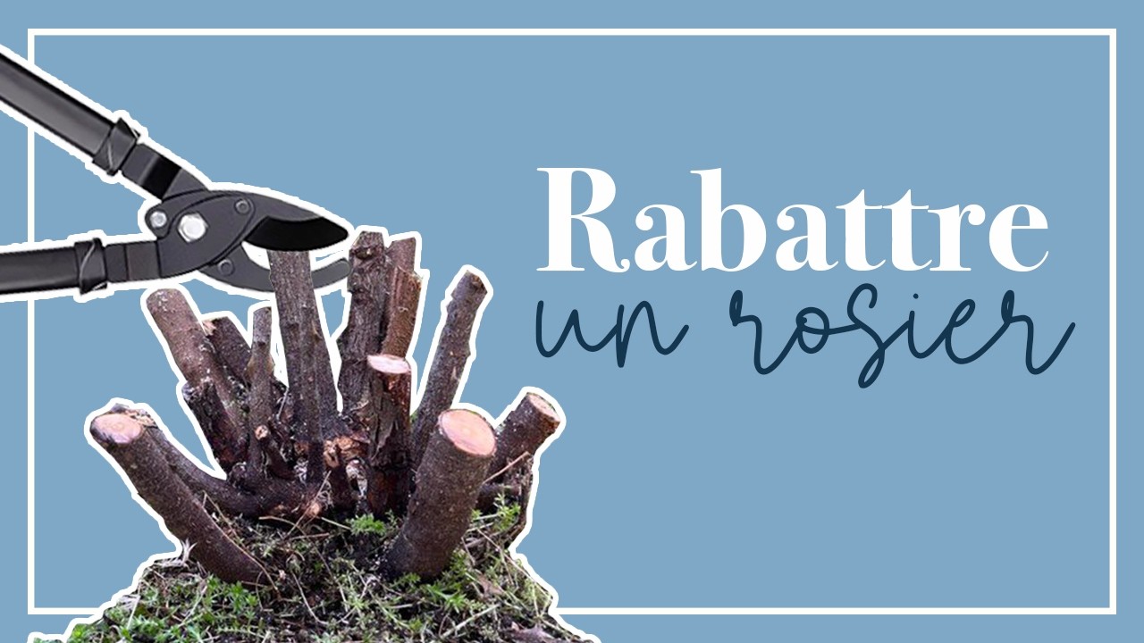 Tailler un rosier à ras! 😱 Pourquoi et comment oser le faire.