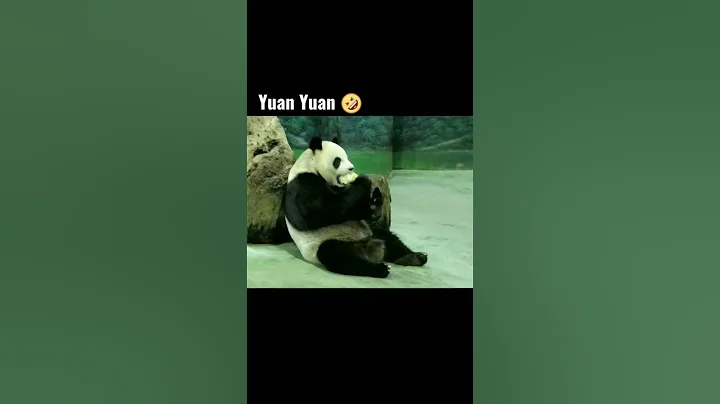 難得凸搥搞笑的 #圓圓 #panda #shorts #貓熊 #大熊貓 - 天天要聞