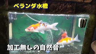 ベランダで錦鯉 Koi Fish Youtube