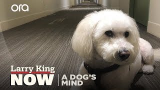 Understanding the Mind of a Dog