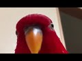 Красный попугай мем
