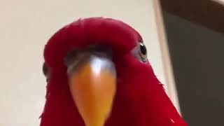 Красный попугай мем