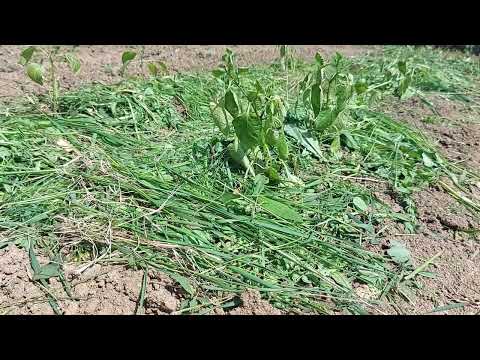 Video: Zahradní mulč na posekání trávy – použití čerstvé nebo sušené posečené trávy jako mulč