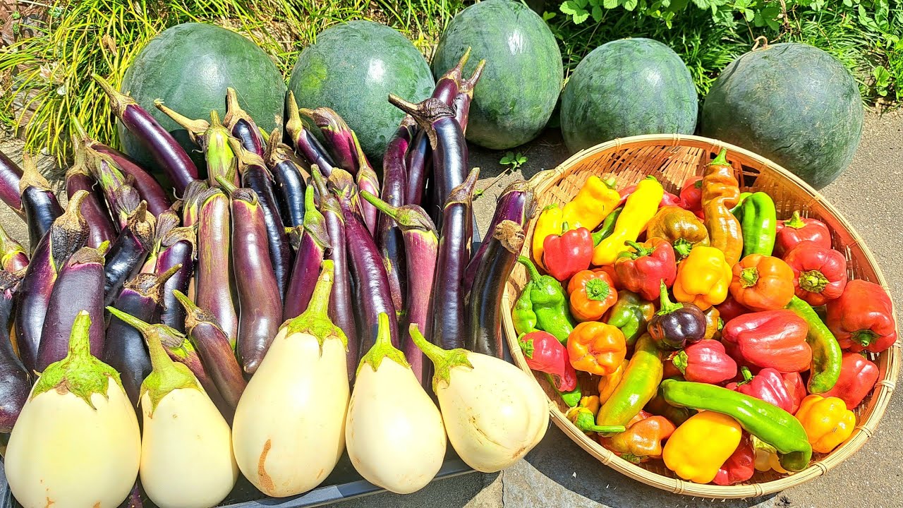 Thu Hoạch Dưa Hấu, Cà Tim, Ớt Chuông Nhật 🍉🍆