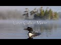 Nature S Greatest Sounds Loon Calls In Maine Canon R5 100 500mm RF Lens 4K 