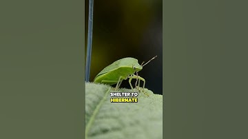 Why Do Stink Bugs and Ladybugs Invade Homes in the Fall?