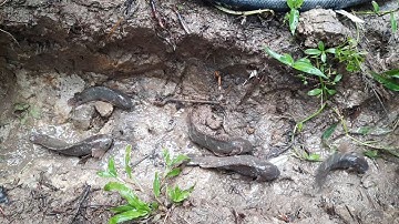 Mưa tạnh Cá rô lên bờ xách thùng đi lụm | Bông lúa Miền Tây