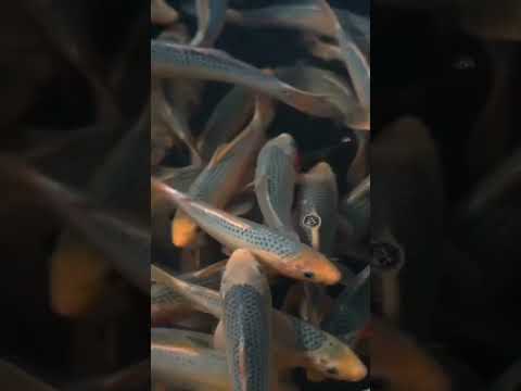 One Of The Oldest Varieties Of Koi Asagi Japanesekoi Koipond Koifish Nishikigoi Asagi