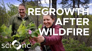 How fire saved NC’s Pilot Mountain