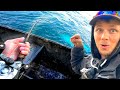 When the Hardest Hitting Salmon Species Slams Your Bait... (Alaska Silver Salmon Fishing)