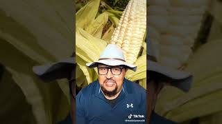 origen y evolución del tamal.