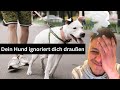 Ignoriert dich dein Hund draußen? Dann mach das hier und hol keinen Käse mehr aus dem Kühlschrank