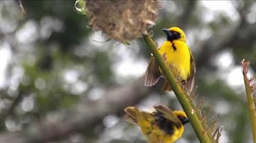 Itzhak Perlman / Samuel Sanders – Zapateado, Sarasate, Birds of South Africa (Güney Afrika Kuşları)