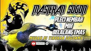 MASTERAN SOGON‼️ MATERI PLECI NEMBAK MIX BELALANG EMAS #sogon #sogongacor #sogokontong