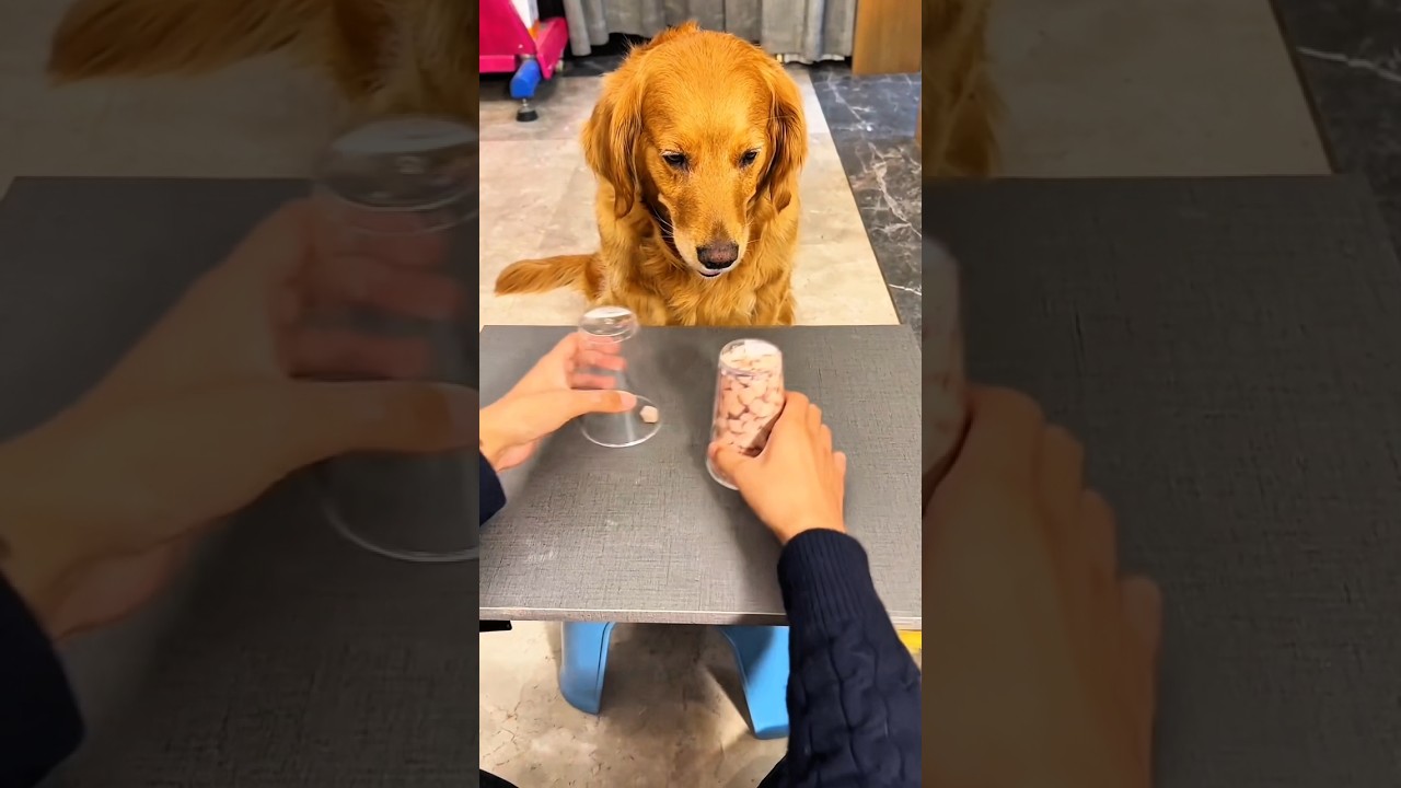 🐶🍗📸  Jackie a choisi le plus gros poulet… mais ce n’était qu’une photo !  😱😂🔥🤣