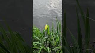 호수의 봇꽃