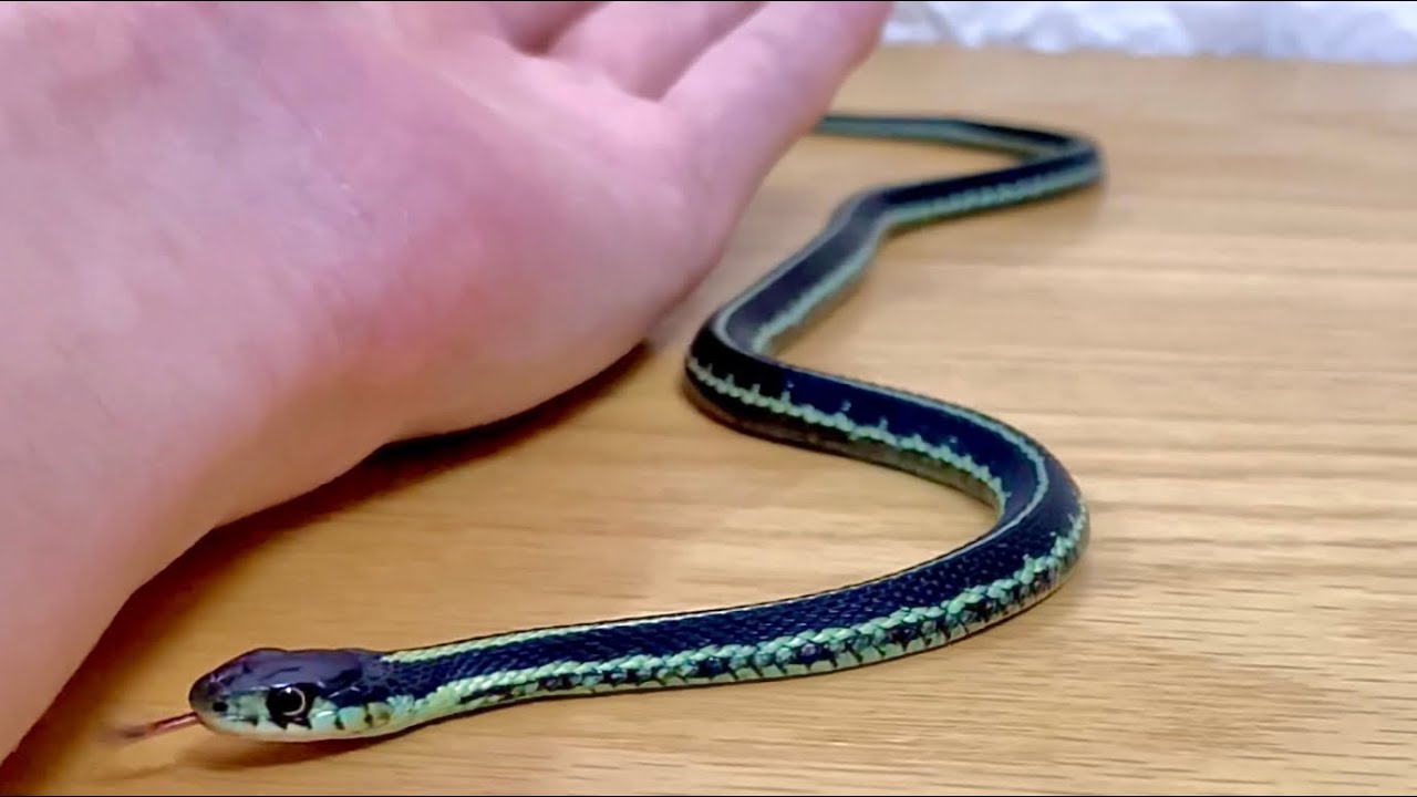 逃げて噛みつく種のヘビをハンドリングして餌やりした結果 Puget Sound Garter Snake Youtube