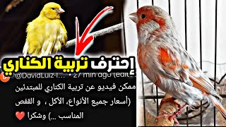 احترف تربية الكناري في 4 دقائق فقط | اسعار الكناري | ماذا ياكل الكناري | القفص المناسب للكناري