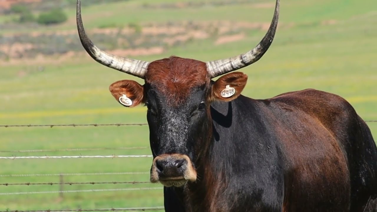 Exsteen Nguni Stoet bied Lot 64 - CS 12-448 by die Nguni Regainer Groep Veiling, 13 Oktober, aan.