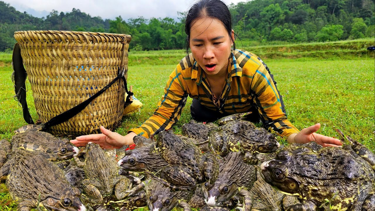Harvesting & Finding Wild Giant Frogs on Rainy Day to Sell at the Market - Living with Nature