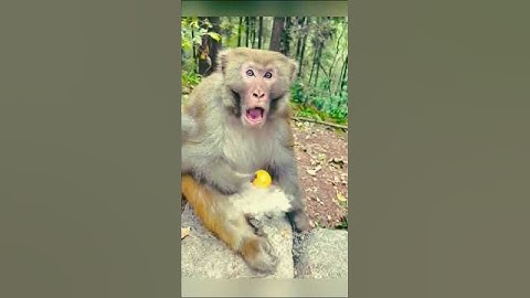 dog and monkey funny dance videos #funny #cute #dog #monkey #funniestvideo